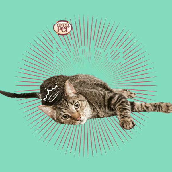 GrandPet Kisha Gato Adulto 12 kg - Imagen 6