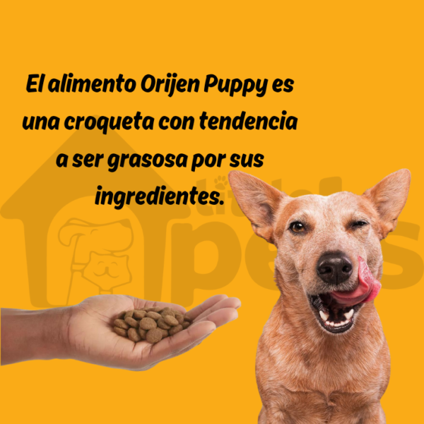 Orijen Dog Puppy 2 kg - Imagen 7