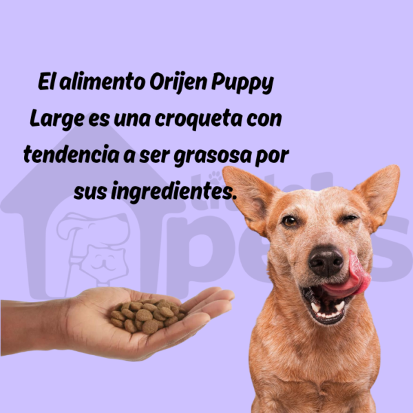 Orijen Puppy Large 10.6 kg - Imagen 7