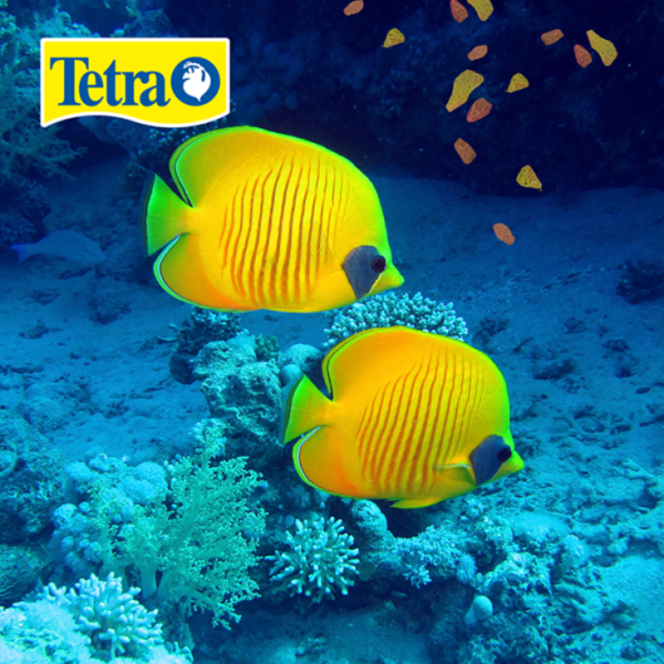 Tetra Tetramin Tropical Large Flakes 160 Gr - Imagen 3